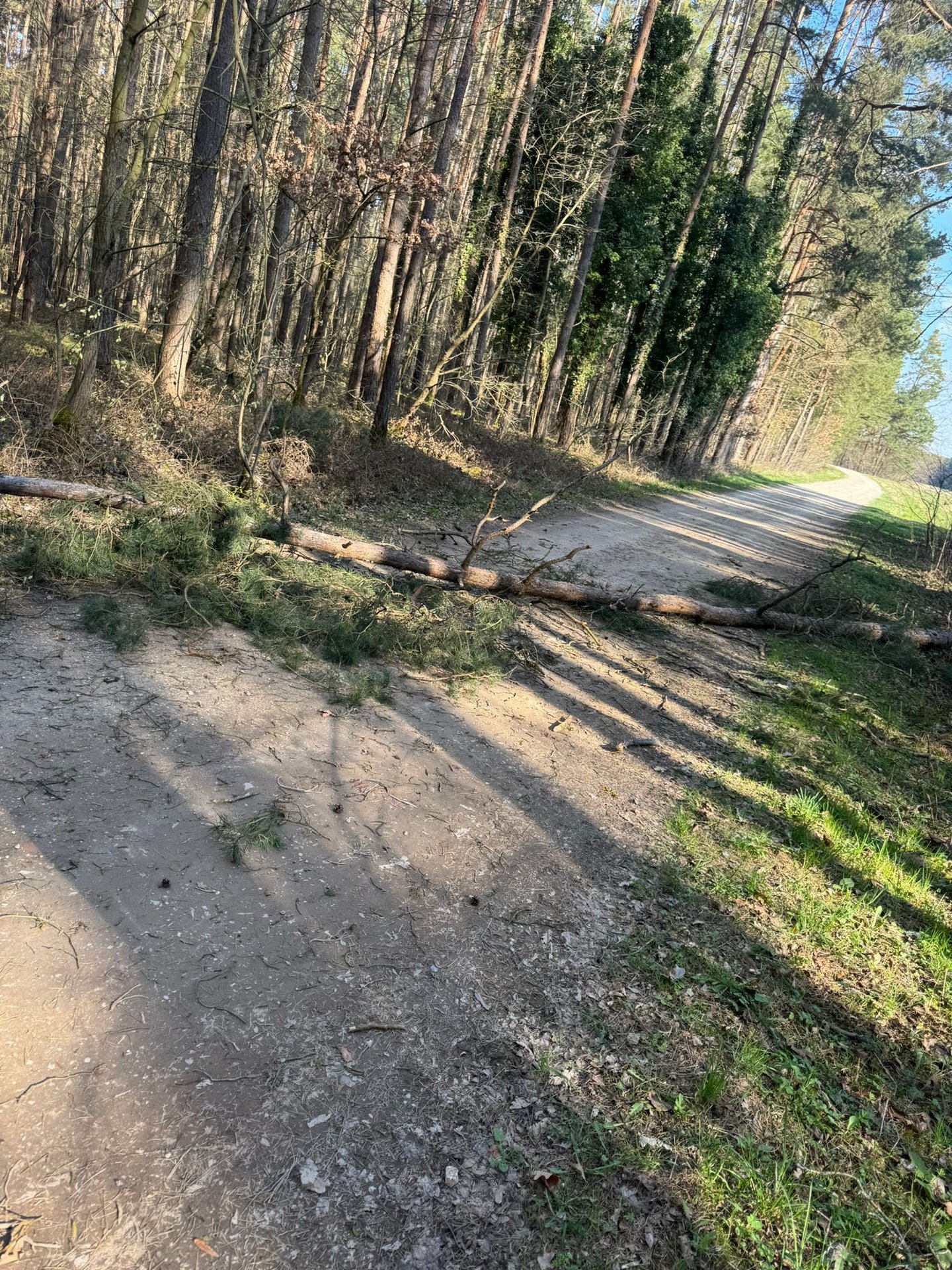 2026 03 22 einsatz baum ueber strasse 1